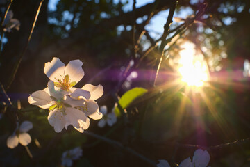Beautiful floral background with blooming almonds. Pink flowers on a tree. Nature background with sunbeams at sunset. Lens flare.