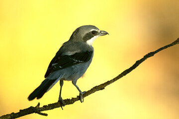 Southern grey shrike in an innkeeper of its territory with the first light of dawn in a Mediterranean forest