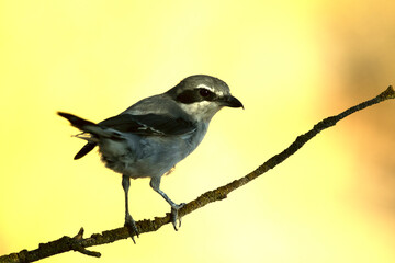Southern grey shrike in an innkeeper of its territory with the first light of dawn in a Mediterranean forest