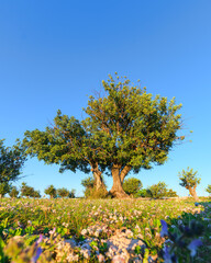 Beautiful tree standing in flowers field. Sun light. Vertical photo. High quality photo