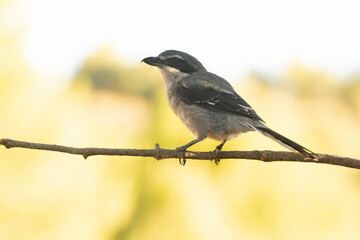 Southern grey shrike in an innkeeper of its territory with the first light of dawn in a Mediterranean forest