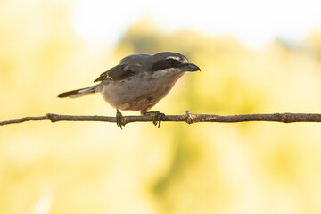 Southern grey shrike in an innkeeper of its territory with the first light of dawn in a Mediterranean forest