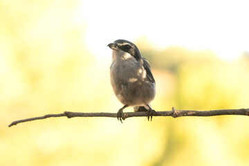 Southern grey shrike in an innkeeper of its territory with the first light of dawn in a Mediterranean forest