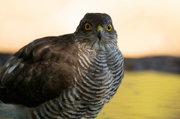 Young male Eurasian sparrow hawk, bathing in a natural water point in a Mediterranean forest with the first light of dawn