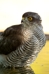 Young male Eurasian sparrowhawk at a water point in a Mediterranean forest in the last light of the day