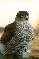 Young male Eurasian sparrowhawk at a water point in a Mediterranean forest in the last light of the day