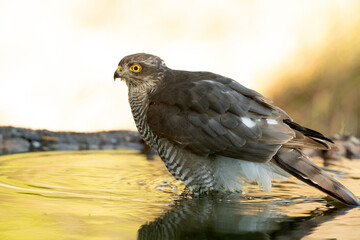 Young male Eurasian sparrow hawk, bathing in a natural water point in a Mediterranean forest with the first light of dawn