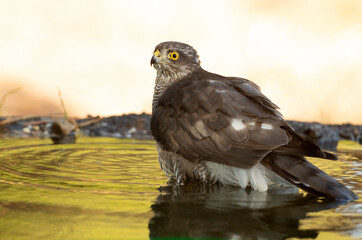 Young male Eurasian sparrowhawk at a water point in a Mediterranean forest in the last light of the day