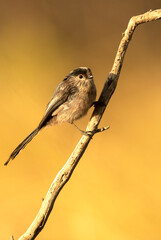 Long-tailed tit on a branch near a natural water point in a Mediterranean forest with the first light of dawn