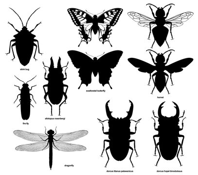 Insect silhouette1
 dorcus hopei binodulosus, allotopus rosenbergi, swallowtail butterfly, hornet, stink bug, fire fly, dragonfly, dorcus titanus palawanicus
昆虫シルエット