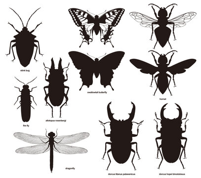 Insect silhouette1
 dorcus hopei binodulosus, allotopus rosenbergi, swallowtail butterfly, hornet, stink bug, fire fly, dragonfly, dorcus titanus palawanicus
昆虫シルエット