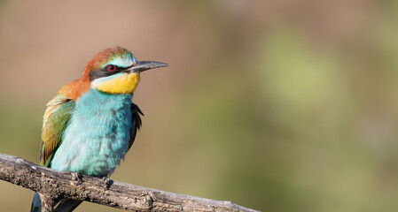 European bee-eater, Merops apiaster. Close-up of the bird against a beautiful blurred background
