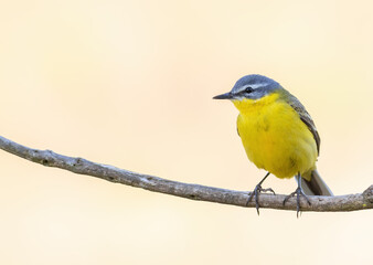 Western yellow wagtail, Motacilla flava. A bird sits on a branch on a beautiful golden background