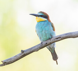 European bee-eater, Merops apiaster. Close-up of the bird against a beautiful blurred background