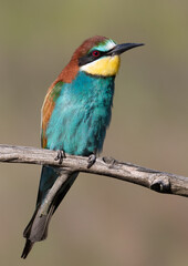 European bee-eater, Merops apiaster. Close-up of the bird against a beautiful blurred background