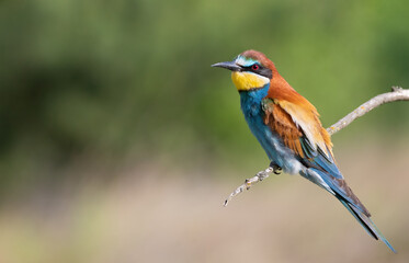 European bee-eater, Merops apiaster. Close-up of the bird against a beautiful blurred background