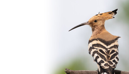 Eurasian hoopoe, Upupa epops. Close-up of a bird sitting on a branch against the sky