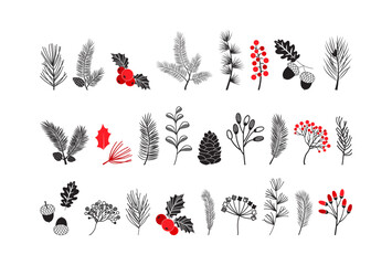 Christmas vector pine cone and leaves, plant, branch spruce and fir, evergreen icon, winter tree, holly berry, mistletoe, acorn isolated on white background. Xmas botanical black and red illustration © Sylfida