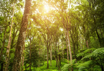 Fototapeta na wymiar Trees in tropical jungles. Rainforest in Asia