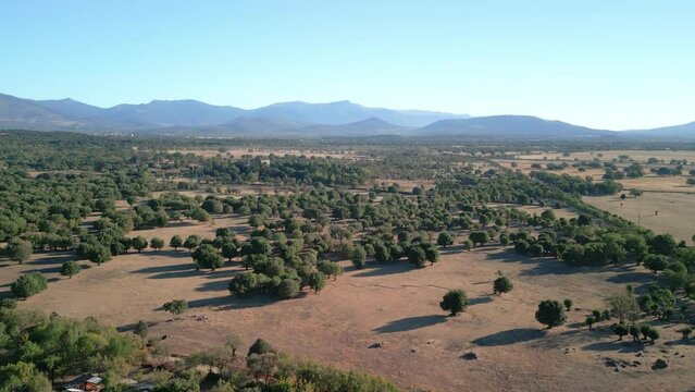 4K aerial image with drone in the Campo de Madrid La Devesa in Spain