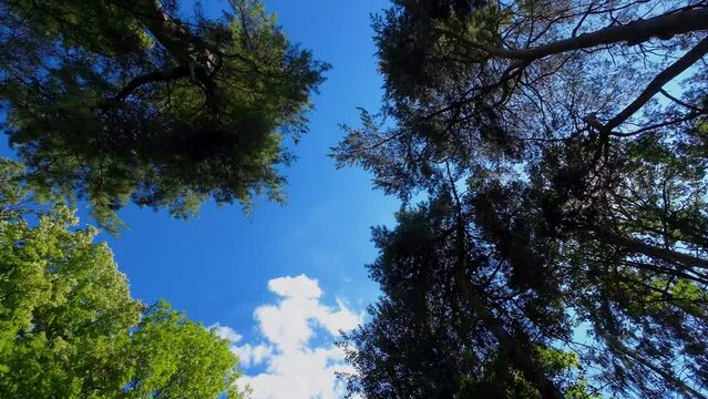 Im Wald