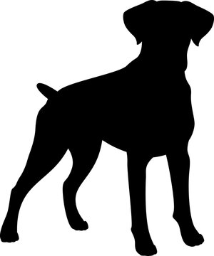 Isolated black silhouette of standing german boxer on white background. Flat cartoon breed dog.