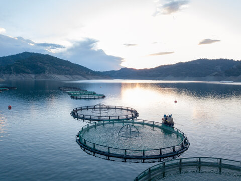 Aerial view over a fish farm with lots of fish enclosures on cages. Fish industry