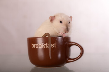 domestic rat sits in a large cup
