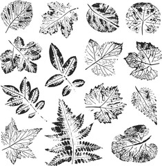 Isolated black stamps of herbs, leaves of tree and bush on white background. Leaf ink print. Set of plant imprint.