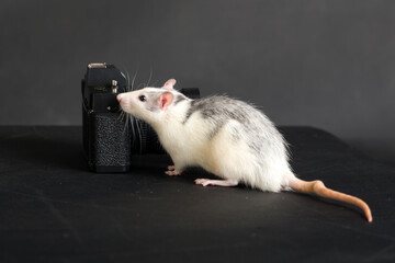 rat and camera