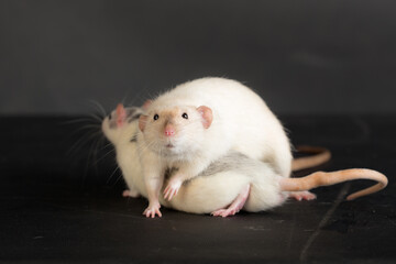 rats on a black background