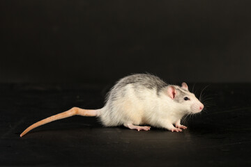 portrait of a rat