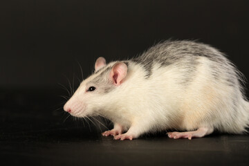 studio portrait of a domestic rat