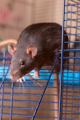 portrait of a black rat