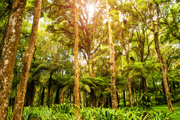 Trees in tropical jungles. Rainforest in Asia