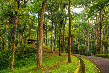 Trees in tropical jungles. Rainforest in Asia