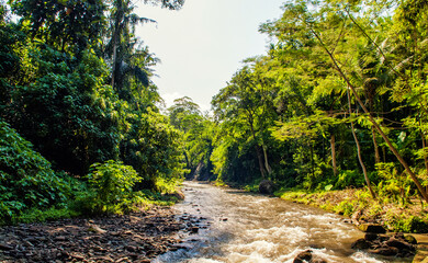 Balinese jungles rainforest river