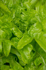 Fresh oakleaf salad close up pattern background