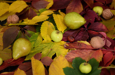 Background of leaves that are different colors and and chestnuts, apples, pears.