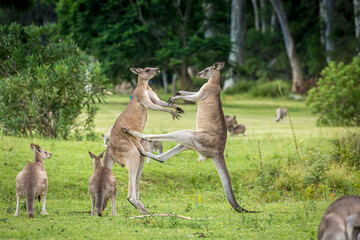 Knagaroo mid kick to another male kangaroo fight for dominance - 532140049