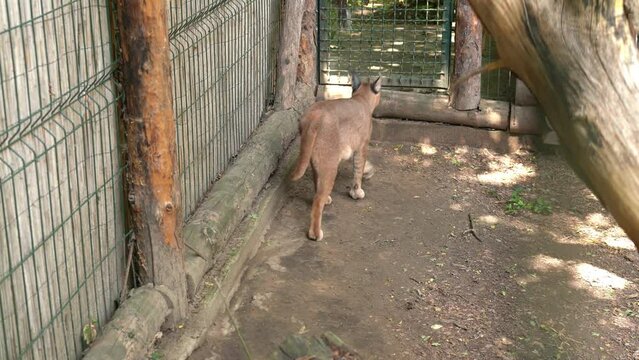Beautiful lynx walks back and forth in a cage on zoo. Caracal restlessly walk around the aviary. Medium sized wild cat native to Africa, Middle East, Central Asia and arid areas of Pakistan and India