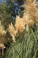 tall flowers are dried flowers like panicles
