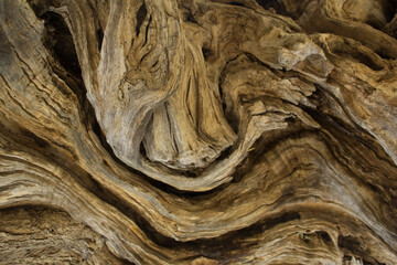 Beautiful curved bark of an old olive tree