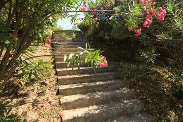 a staircase with stone steps, located among beautiful shrubs