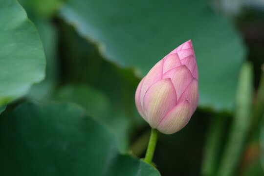 close up one pink lotus flower bud with blur green lotus leaf
