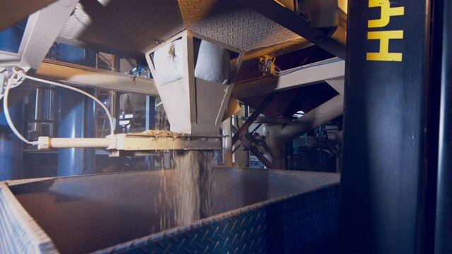 Unroasted, freshly harvested coffee beans being poured into the separator at the processing factory