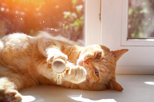 A cute red domestic cat lies on the windowsill, on a sunny day. Copy space.