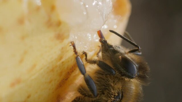 Vertical video. A honeybee sits on the surface of a ripe pear and drinks nectar from the pulp of the fruit. Close up
