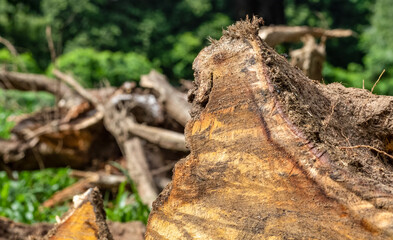 Selective focused cut out tree stump inside of the forest close up with copy space