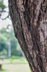 Selectively focused tree trunk close up shot with copy space